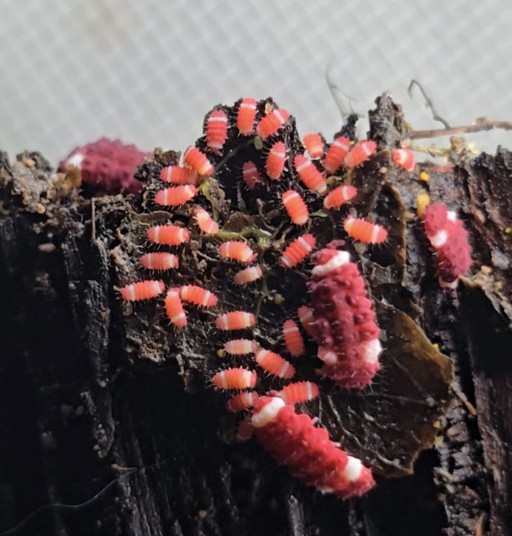 red springtails with white spots