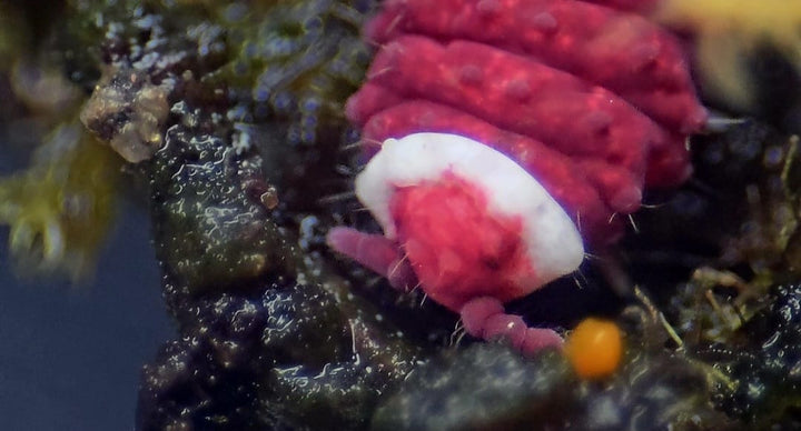 red springtail with white ring around neck