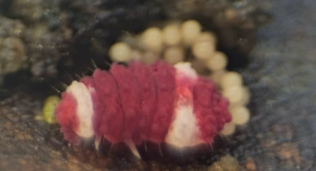 red springtail with 2 white rings