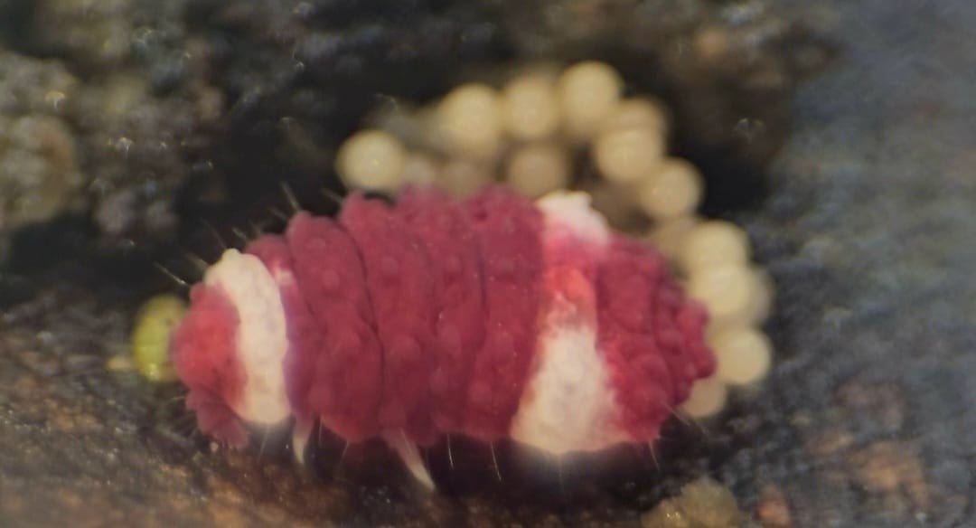 red springtail with 2 white rings