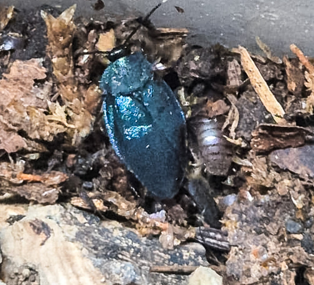 A Sapphire Flower Cockroach with iridescent blue-green wing cases, on dark bark chippings and substrate.