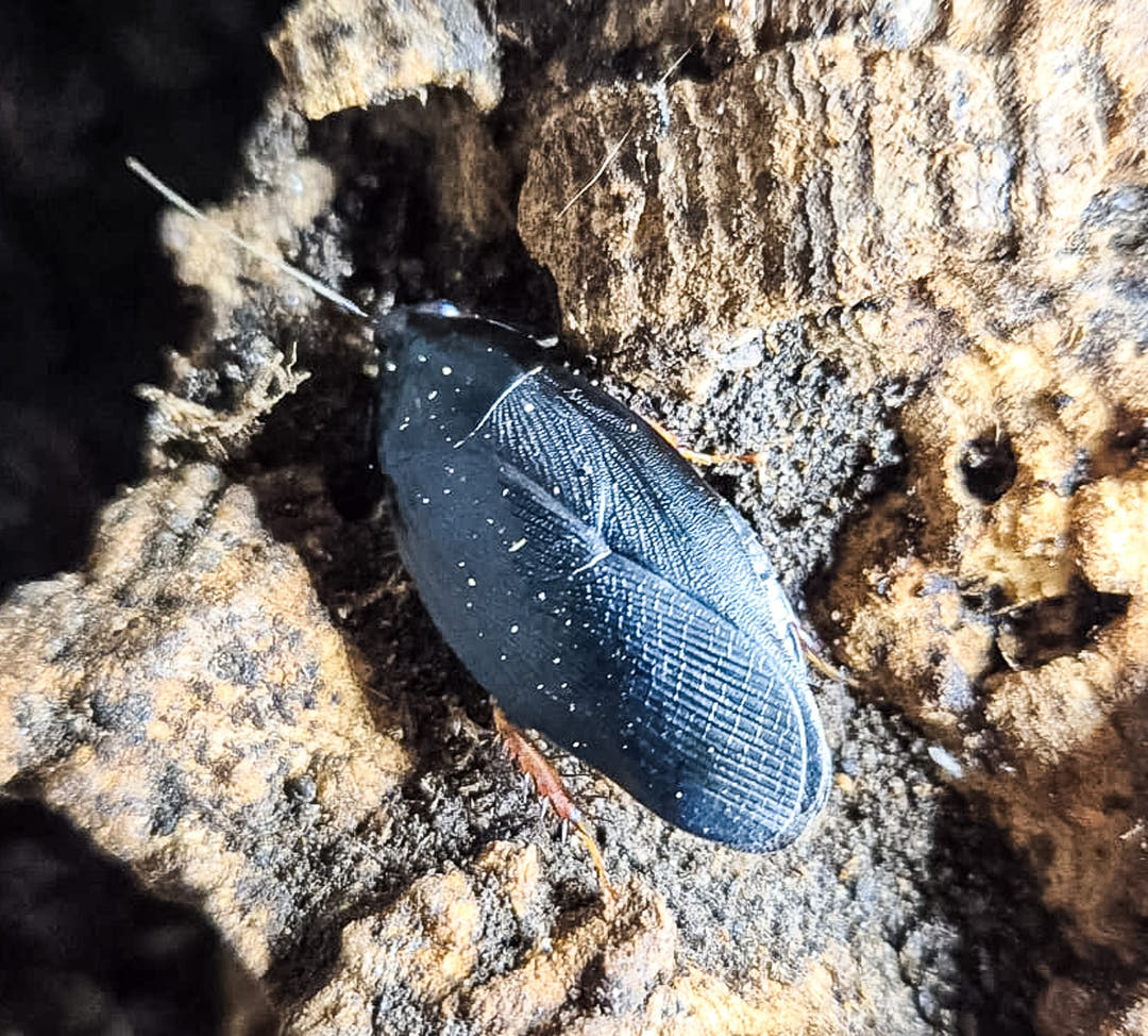 A Sapphire Flower Cockroach, its dark wing cases flecked with tiny white spots, on pale crumbly bark.