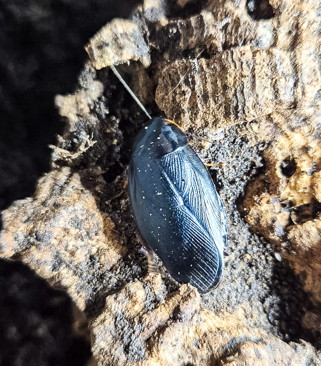 A Sapphire Flower Cockroach on pale cork bark with one long pale antenna stretched out ahead of it.