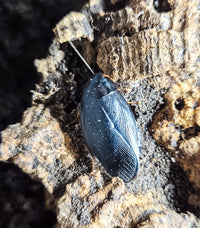 Sapphire Flower Cockroach (Eucorydia Yasumatsui)