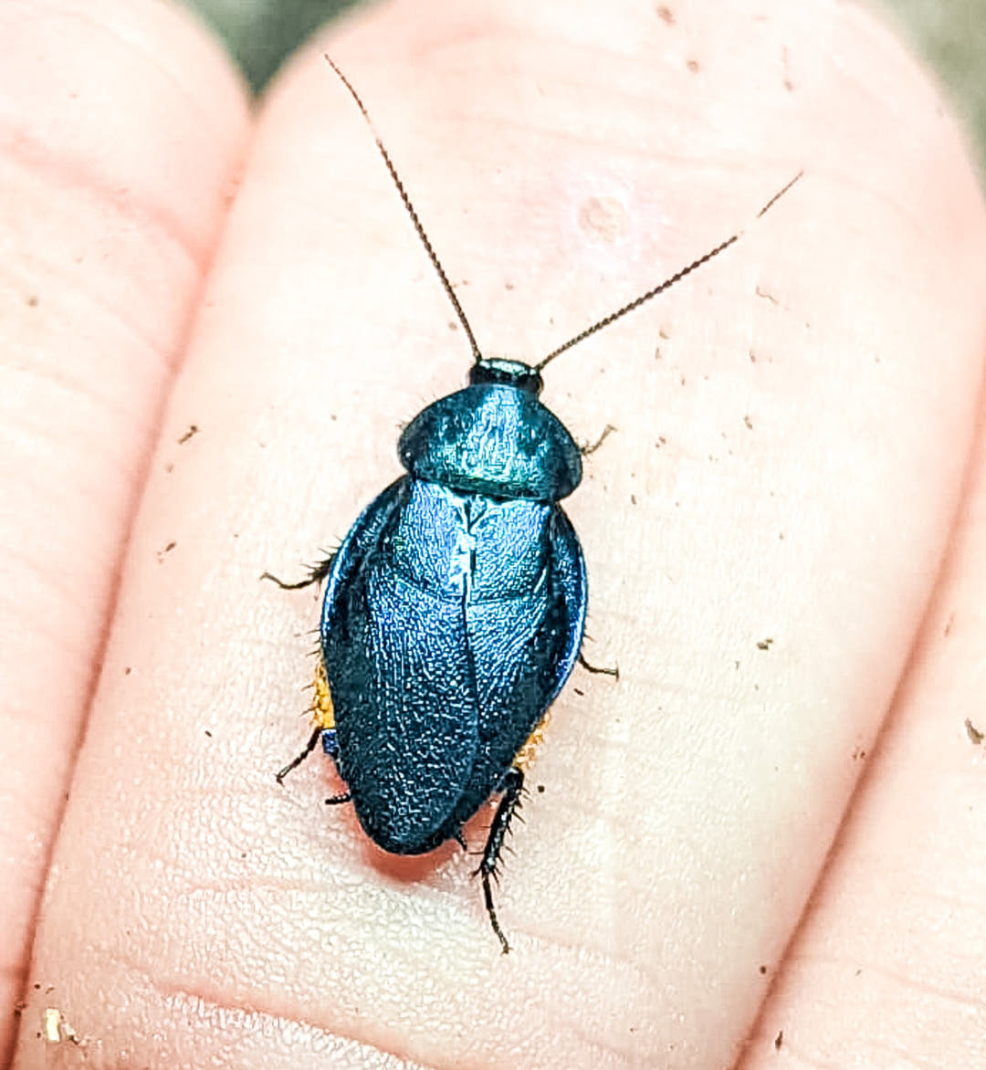 A Sapphire Flower Cockroach on a person&