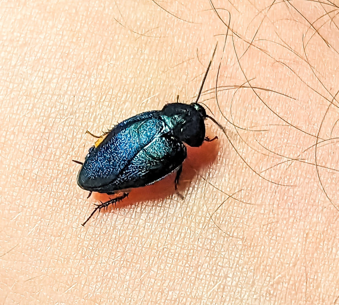 A Sapphire Flower Cockroach on bare skin, its blue and green wing cases catching the light, orange at one side.