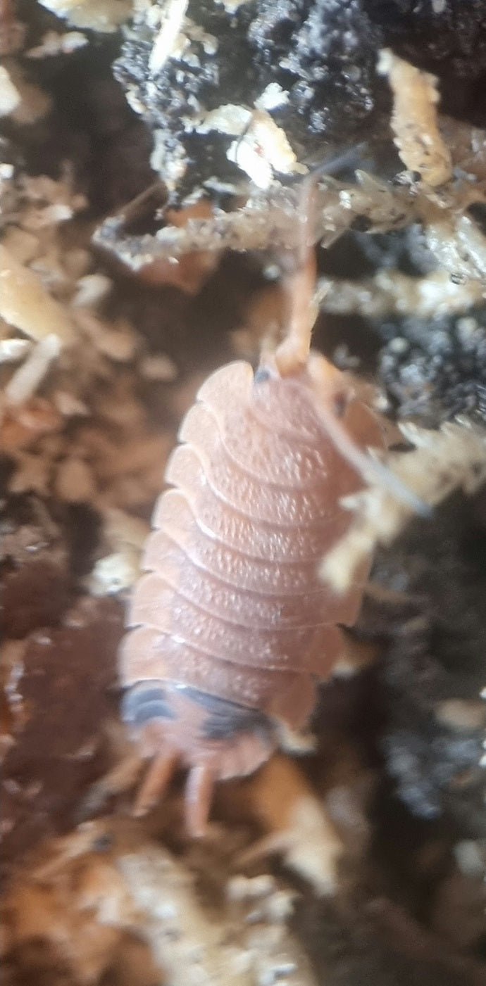 scaber lava isopod