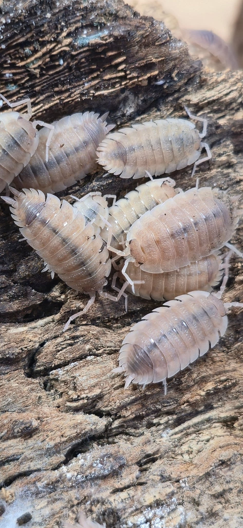 Scaber Ghost Isopods (Porcellio)