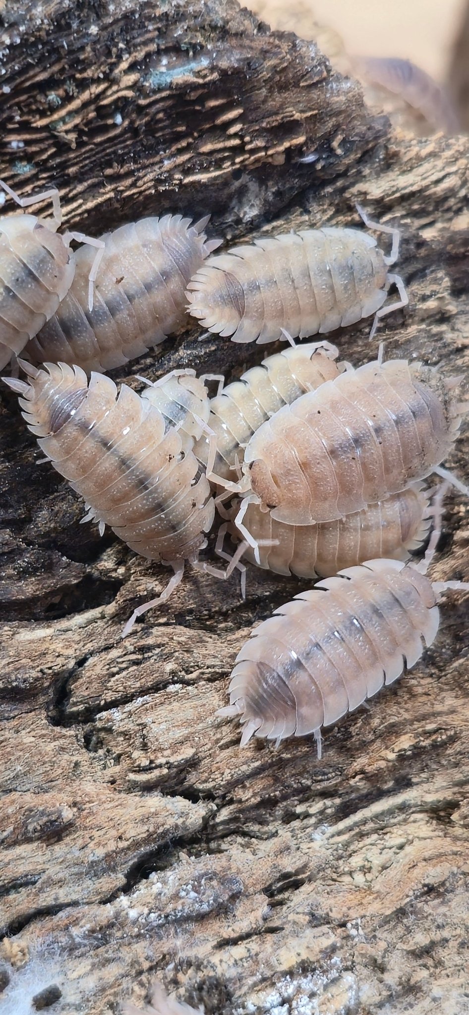 Scaber Ghost Isopods (Porcellio) - Isopods For Sale UK | PostPods