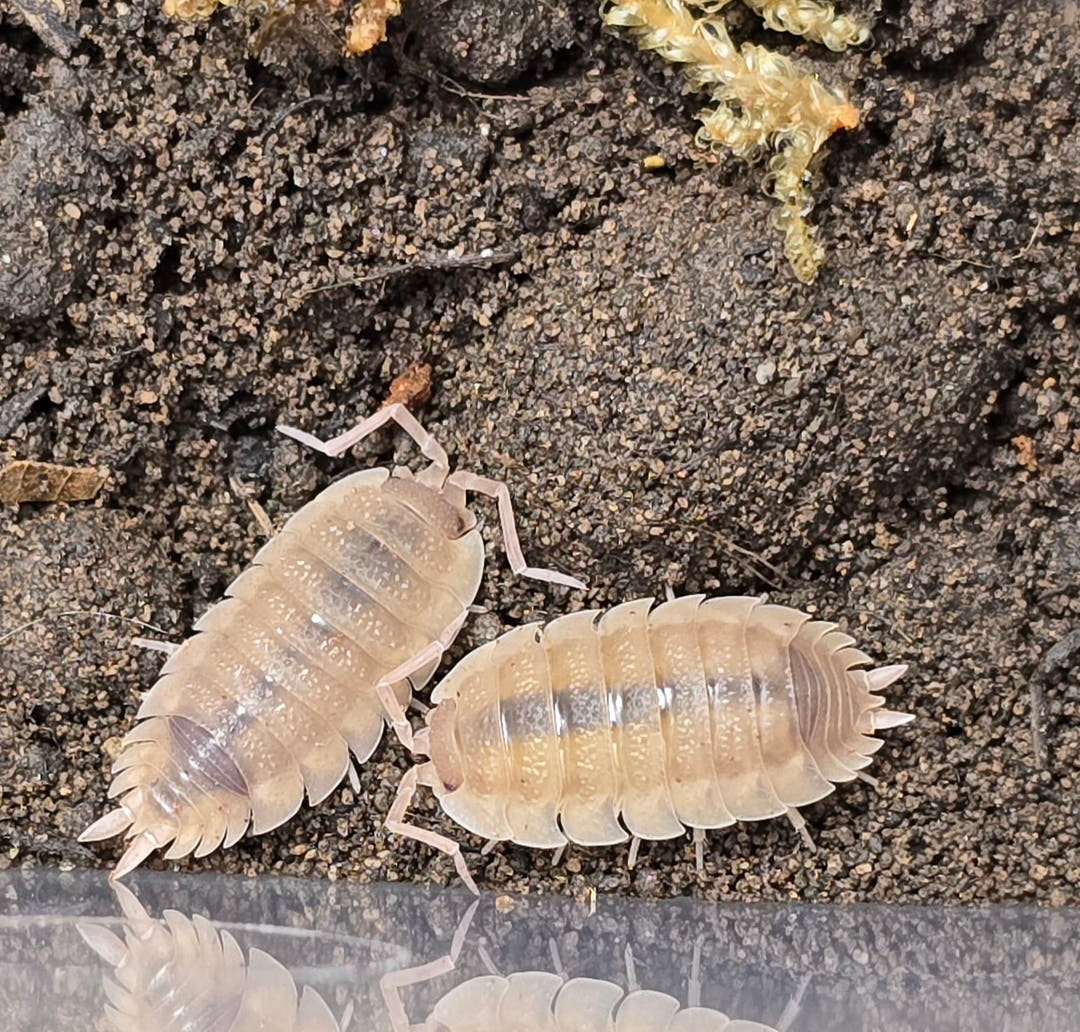 Scaber Ghost Isopods (Porcellio)