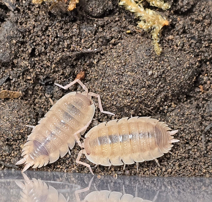 Scaber Ghost Isopods (Porcellio) - Isopods For Sale UK I PostPods