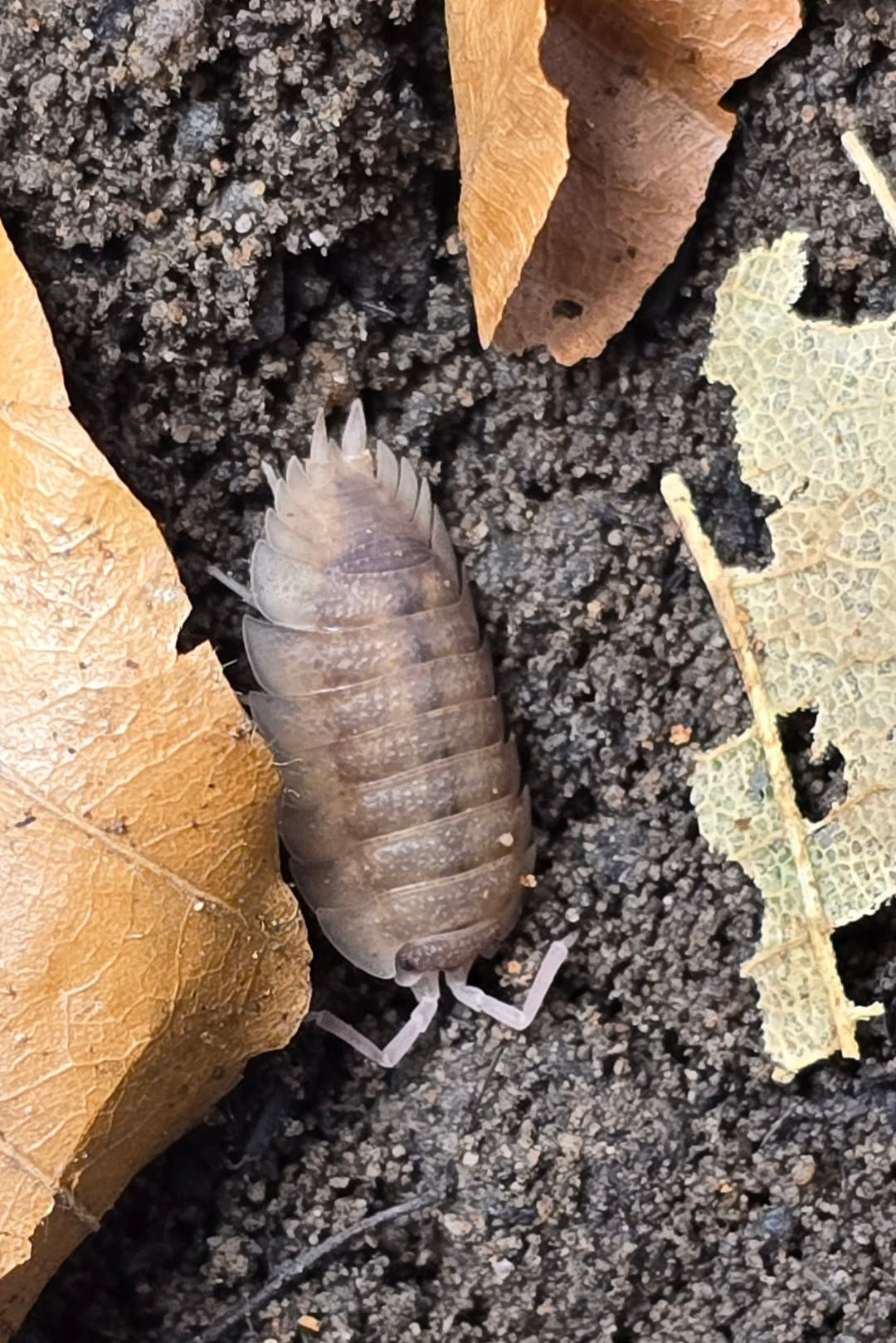 Scaber Ghost Isopods (Porcellio)