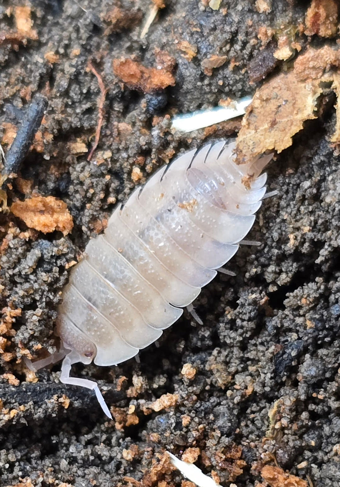 Scaber Ghost Isopods (Porcellio)