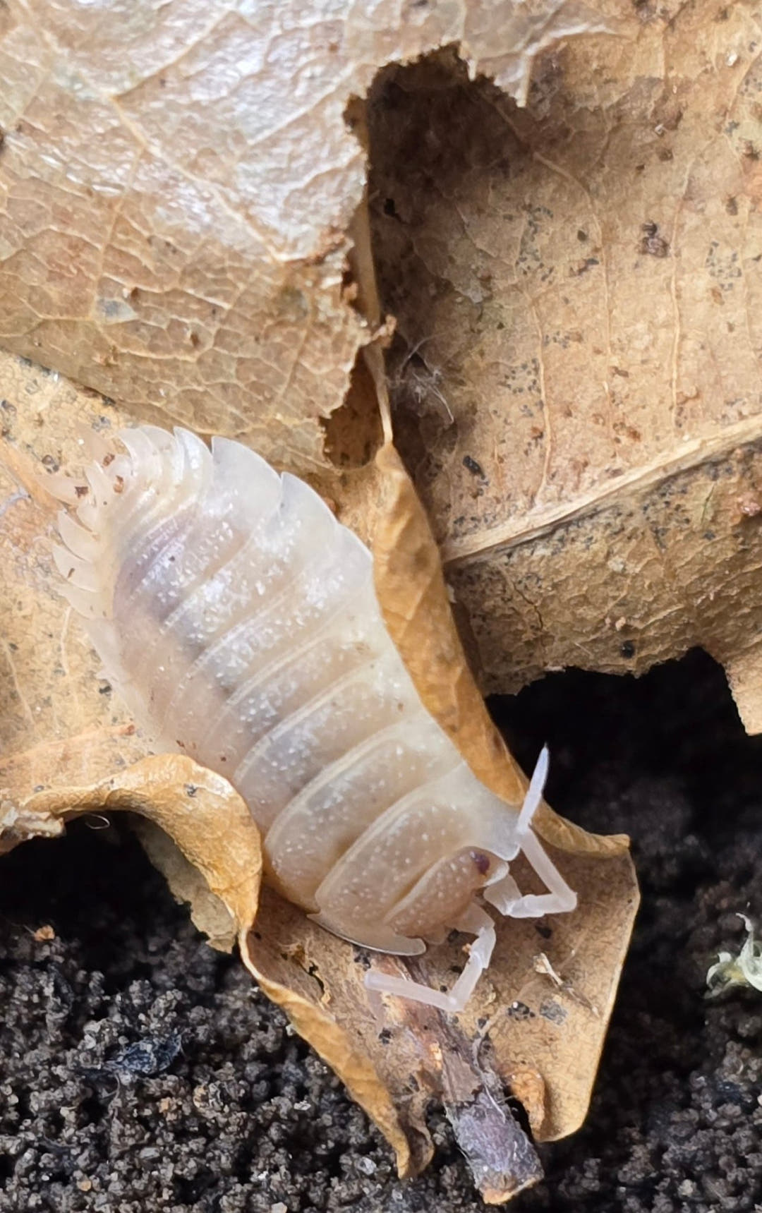 Scaber Ghost Isopods (Porcellio)