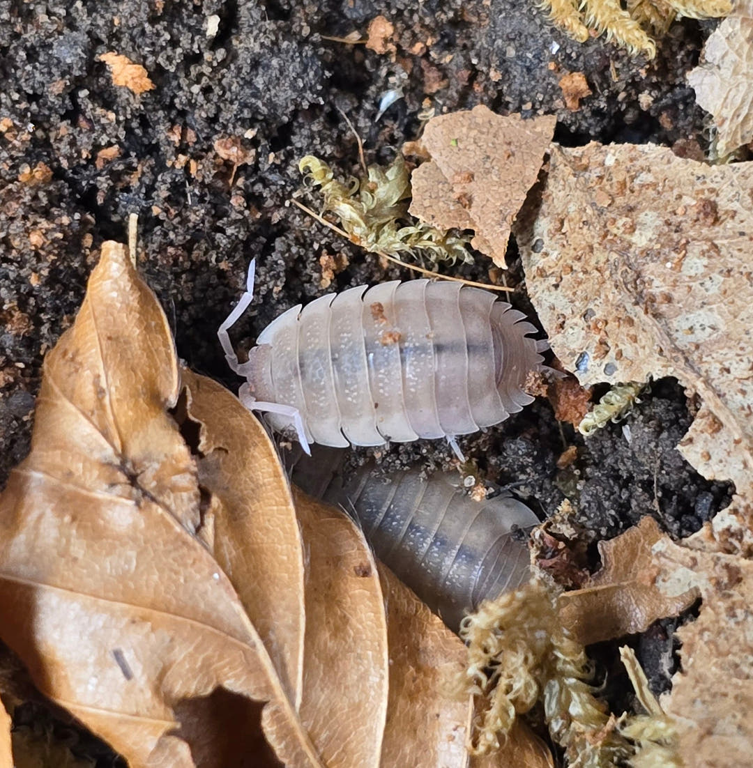 Scaber Ghost Isopods (Porcellio)