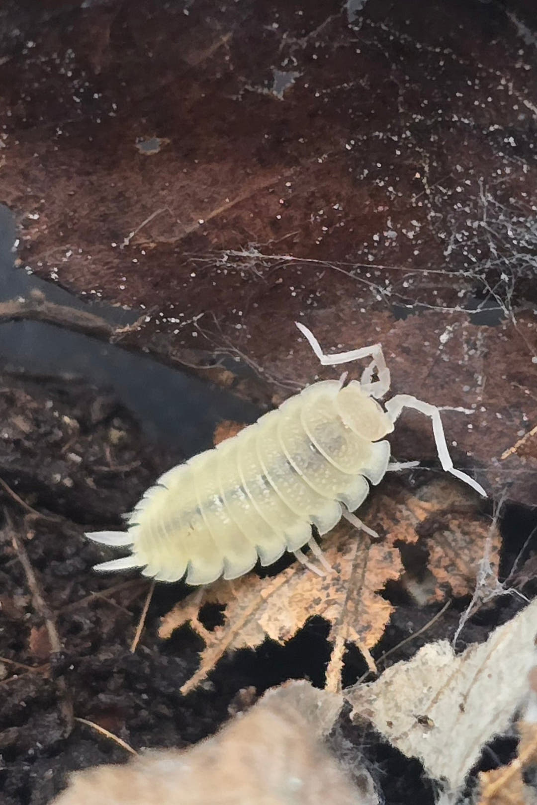 Scaber Whiteout Isopods (Porcellio)