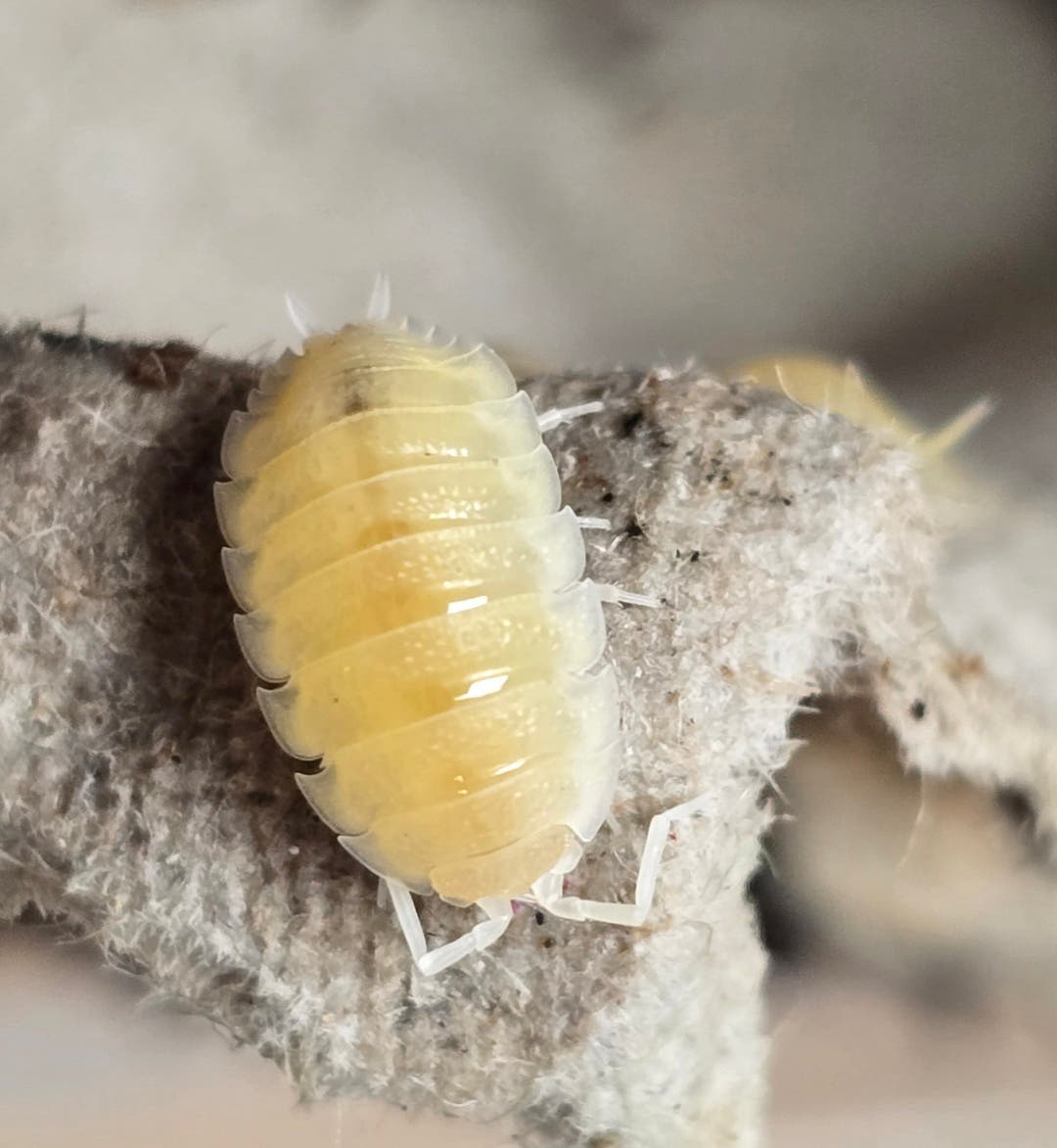 Scaber Whiteout Isopods (Porcellio)