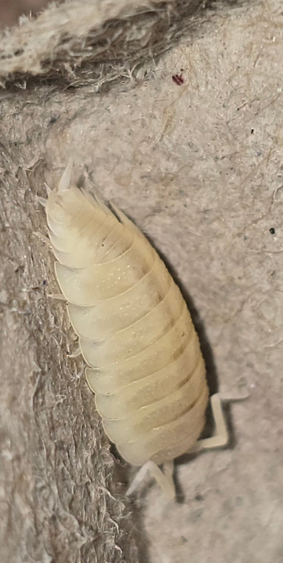 Scaber Whiteout Isopods (Porcellio)