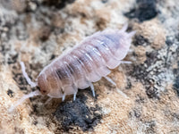 scaber ghost isopod