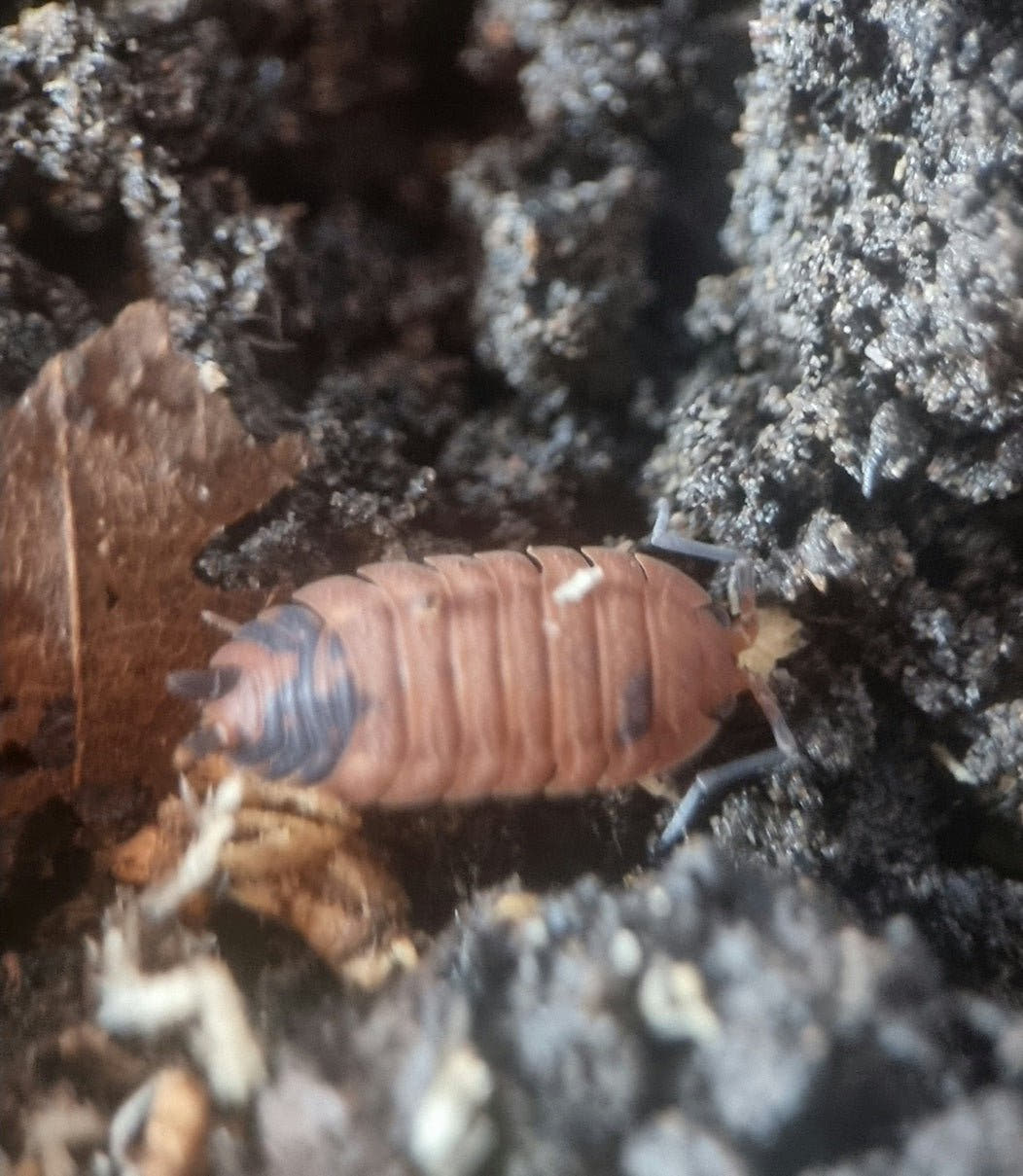 A Lava isopod beside a brown dead leaf on dark substrate, orange body with a grey head and grey legs.