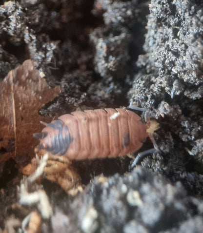 isopods for sale