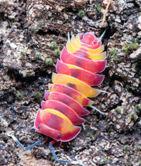 Scarlet Isopods (Ardentiella sp.)