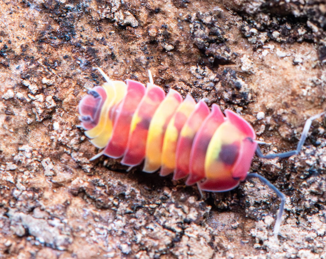 Scarlet isopods, red body broken by yellow and black splotching, no two marked the same
