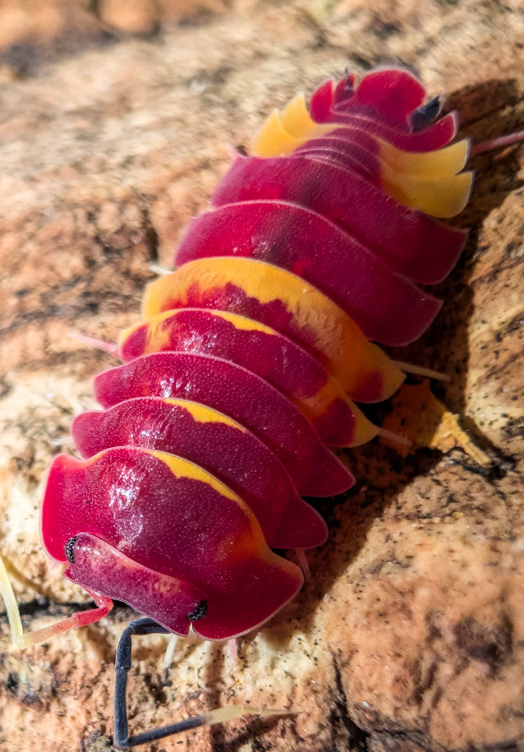 A Scarlet isopod filling the frame, deep crimson with yellow-orange bands and side plates, on pale cork bark.