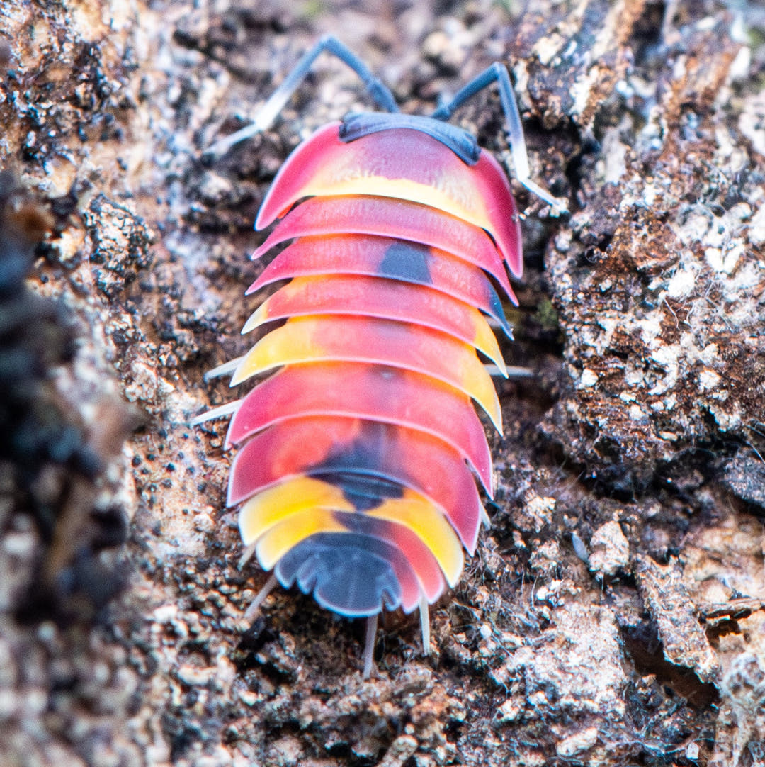 Ardentiella Scarlet, a large isopod reaching around 18 to 20 mm