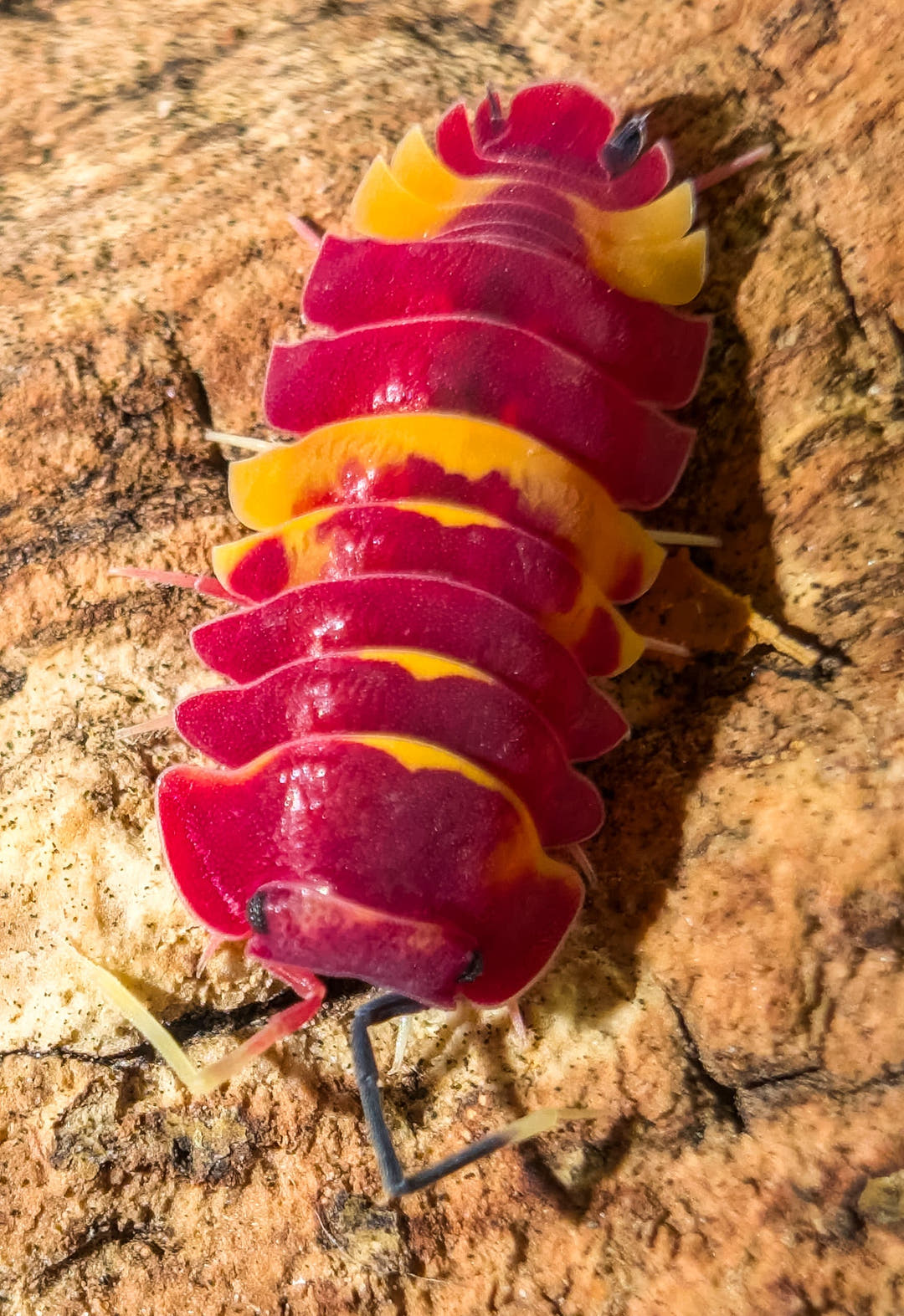 A whole Scarlet isopod on pale bark in bright light, crimson plates edged and patched with yellow-orange.