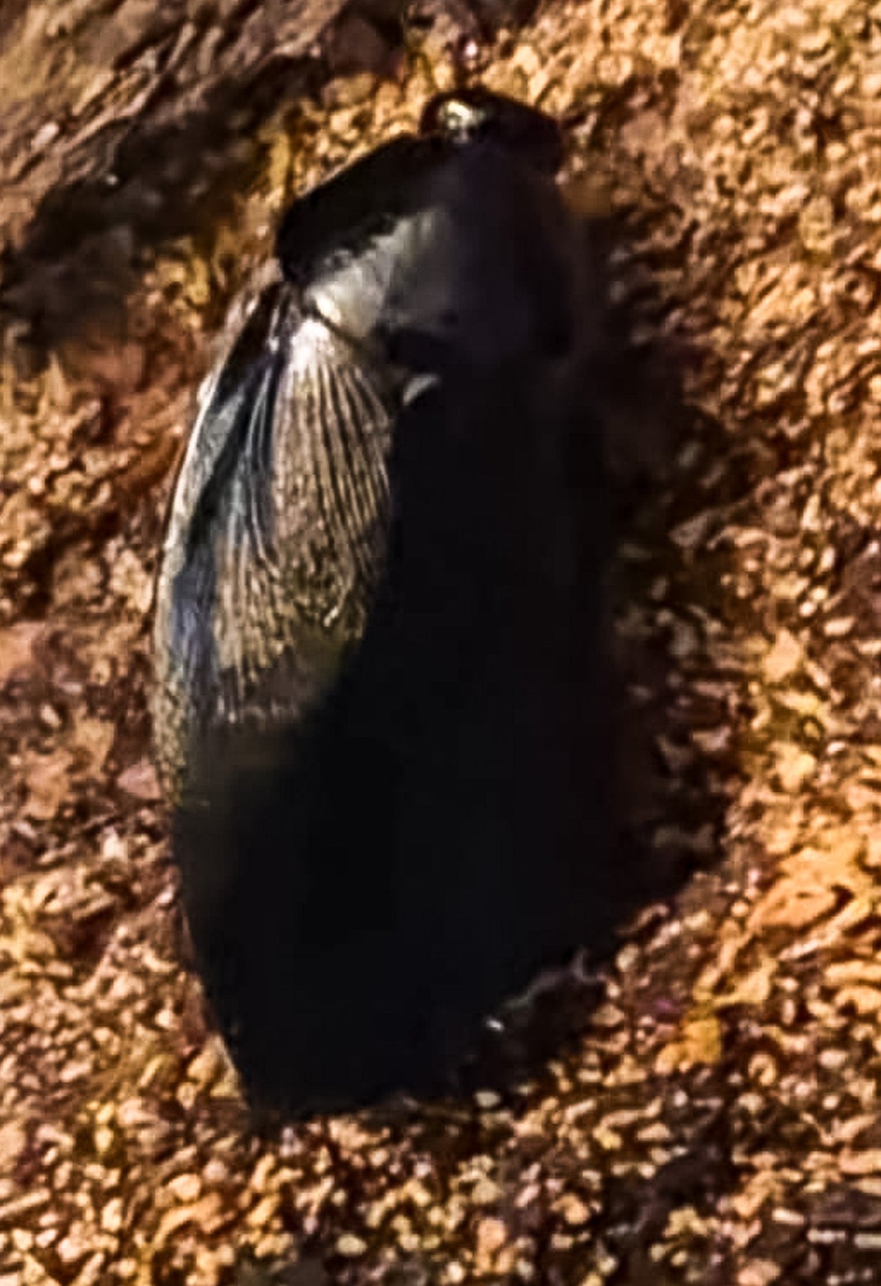 Shadow Cockroach (Pynoscelus Nigra)
