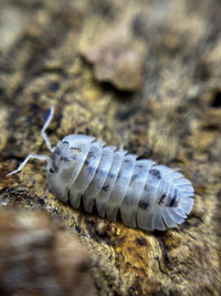 Shiro Utsuri Isopods (Nesodillo sp)
