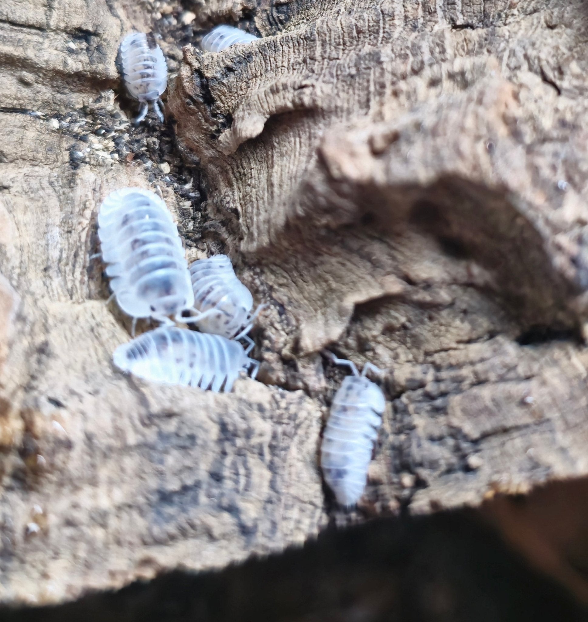 shiro isopods for sale