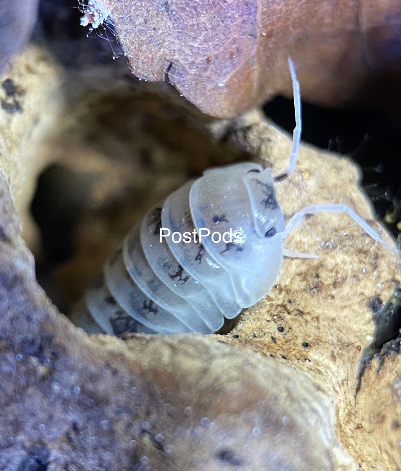 shiro isopod