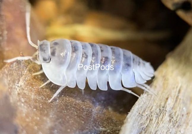 shiro isopod for sale