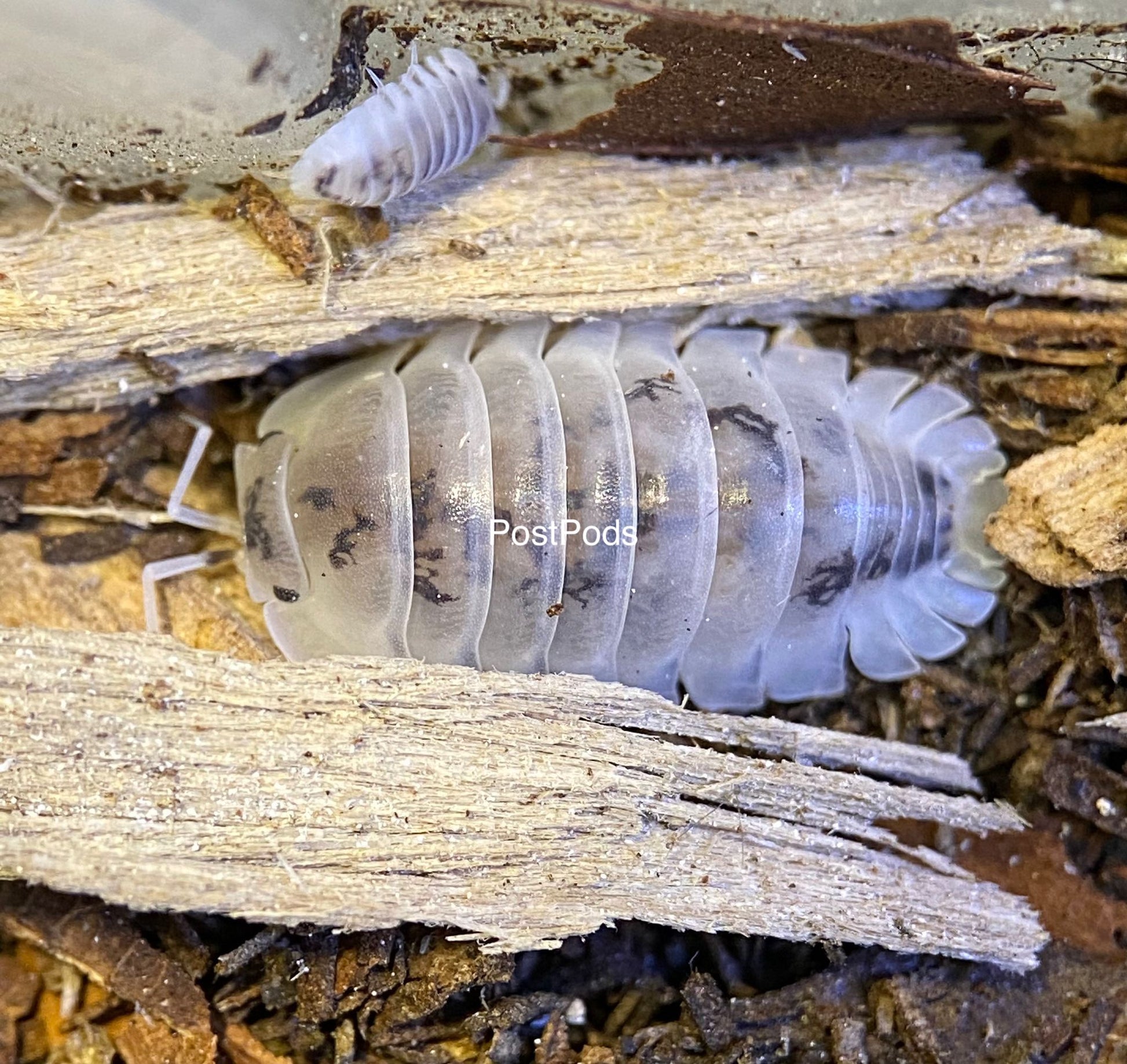 shiro isopods