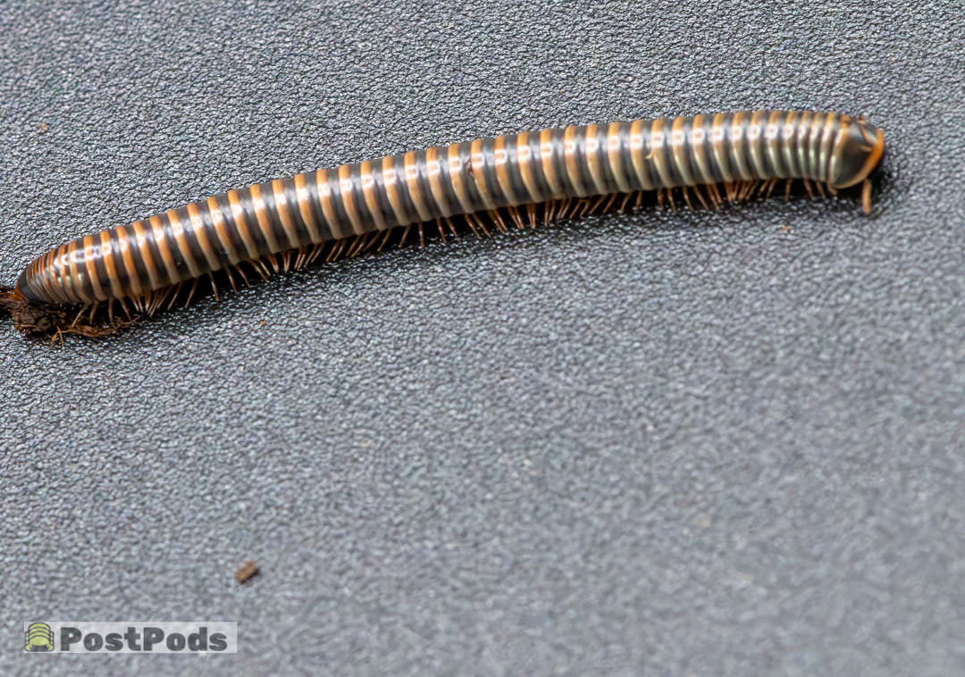 A Siamese Glow millipede stretched out on a grey surface, body banded in olive grey and warm orange with tan legs.
