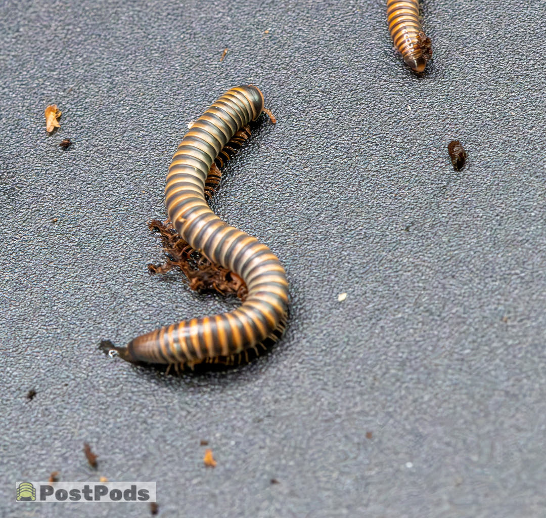A Siamese Glow millipede curved across a grey surface, banded olive and orange, with a second millipede partly in frame.
