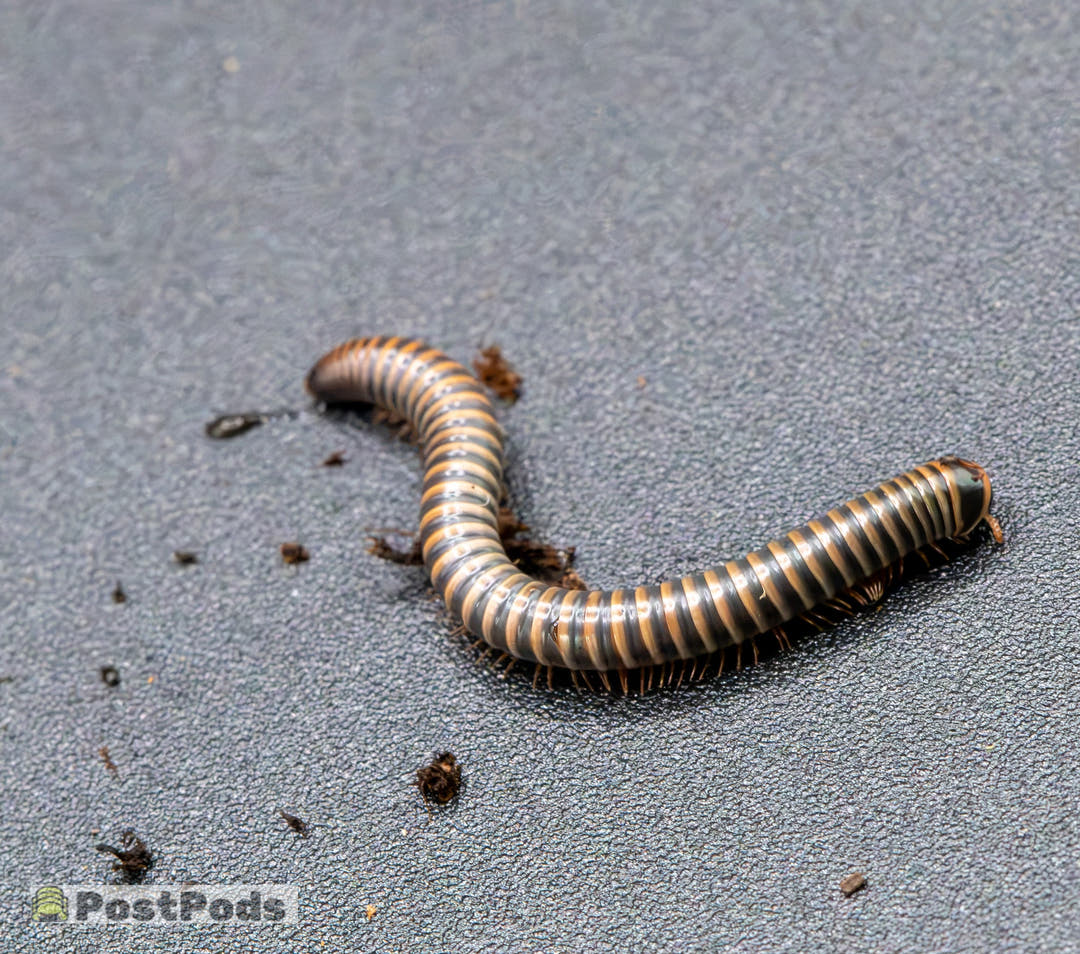 A close-up of a millipede on a textured grey surface, with small dark debris scattered around it. A small &