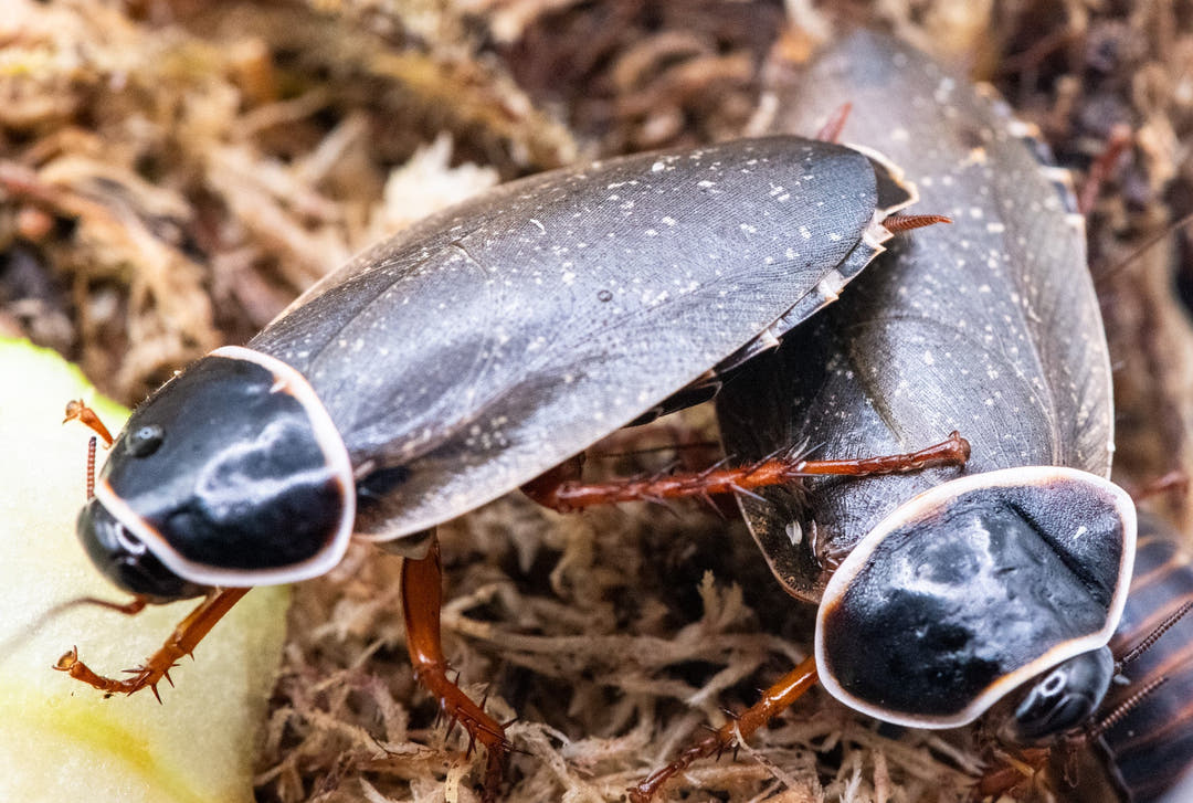 cave roach