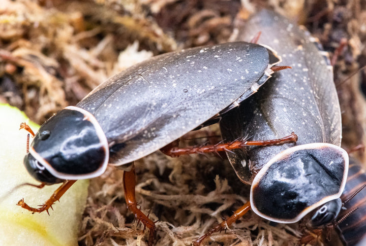 cave roach