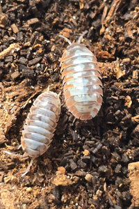 Skeleton/Nebula Isopods (Armadillidium Klugii)