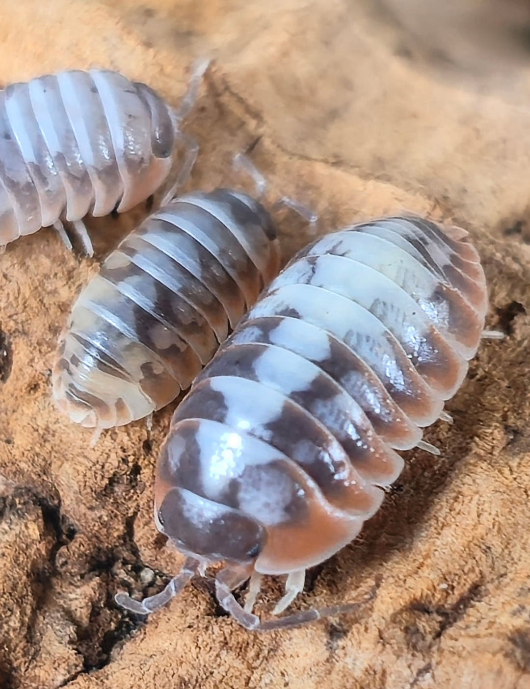 Skeleton/Nebula Isopods (Armadillidium Klugii)