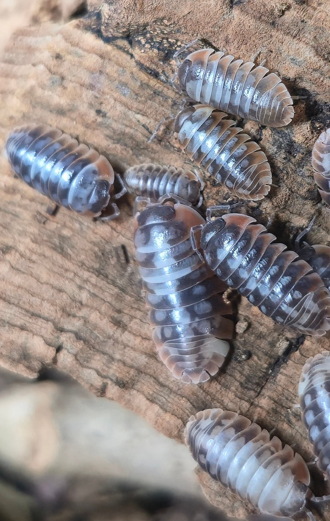 Skeleton/Nebula Isopods (Armadillidium Klugii)