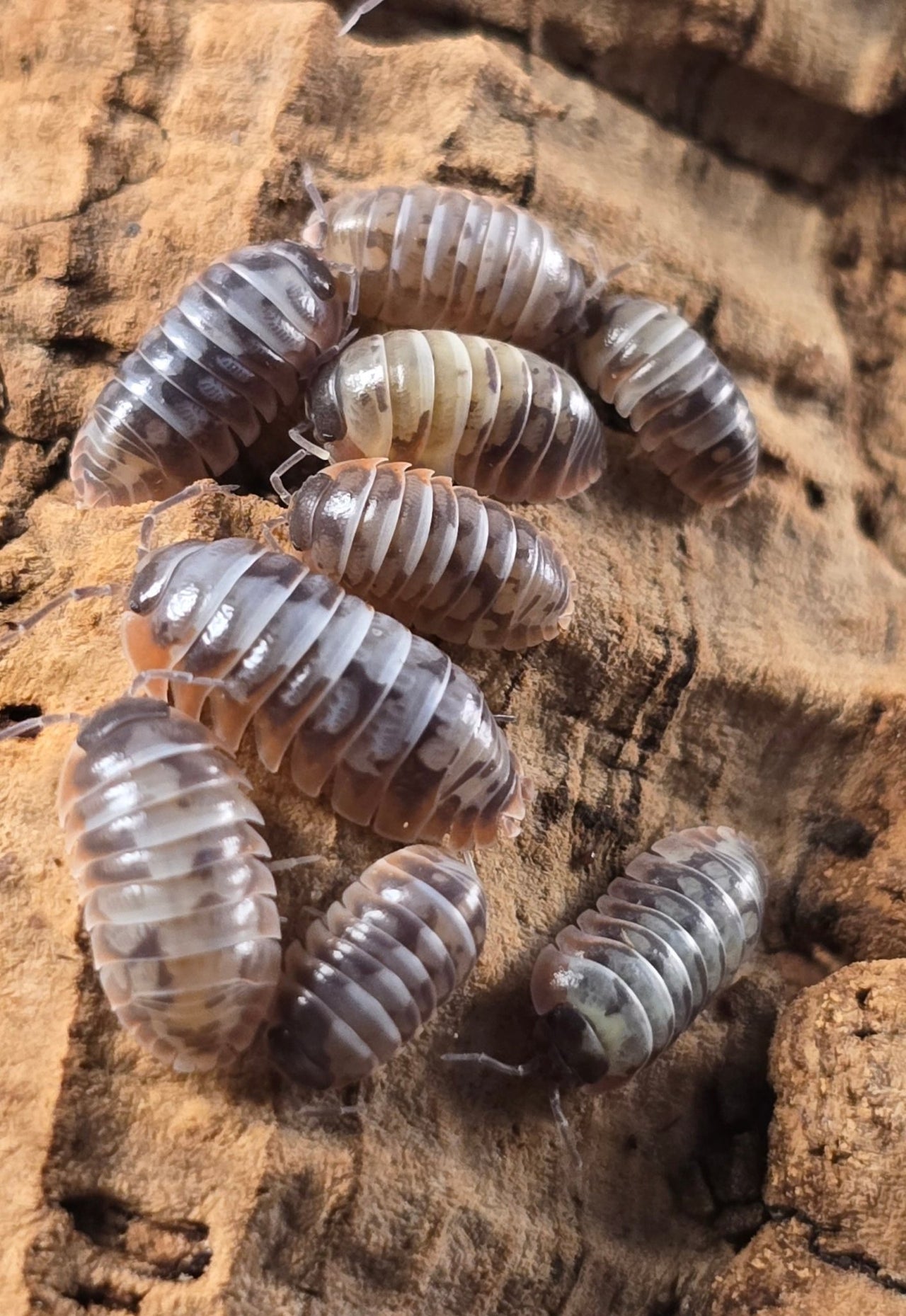 Skeleton/Nebula Isopods (Armadillidium Klugii)