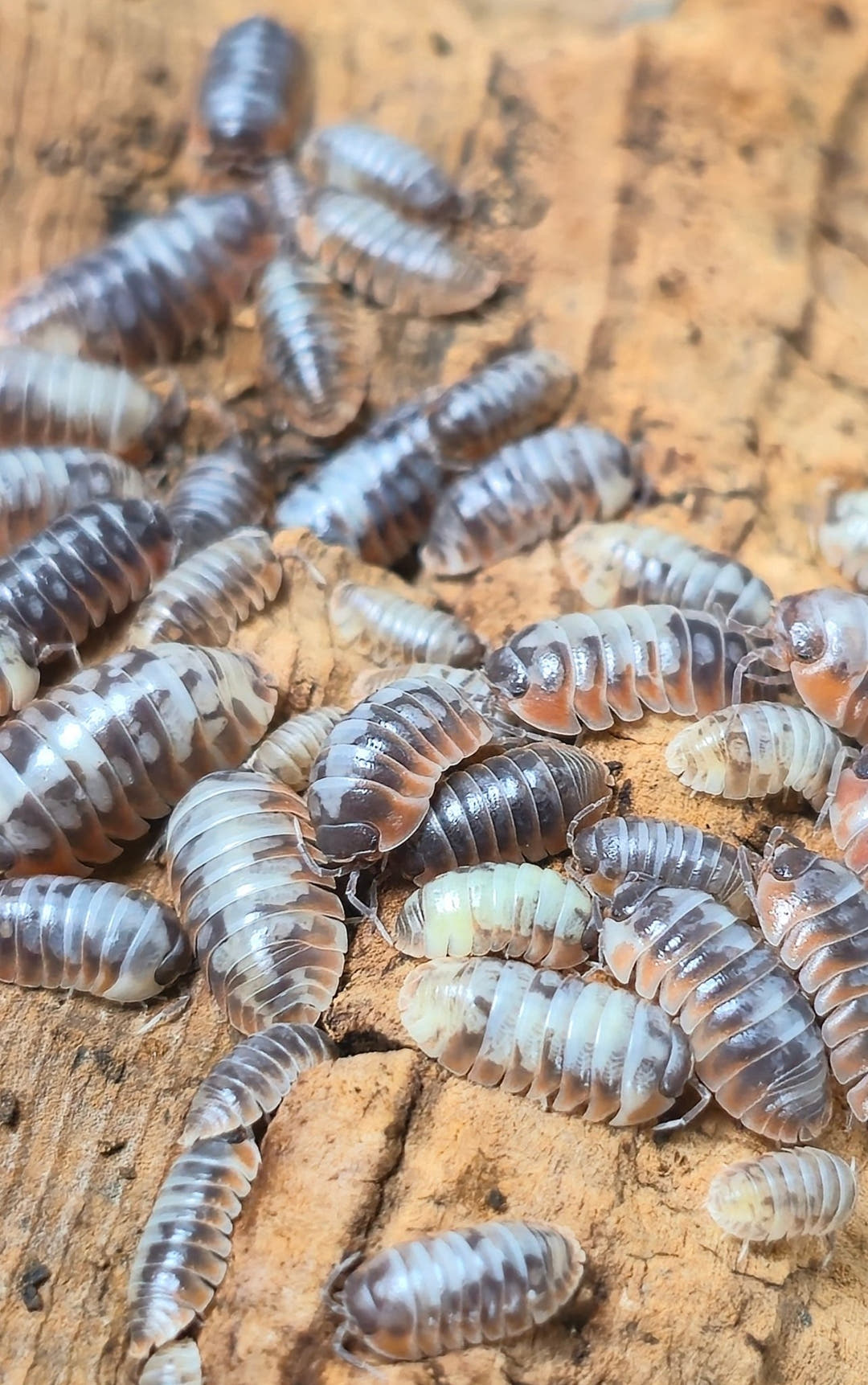 Skeleton/Nebula Isopods (Armadillidium Klugii)