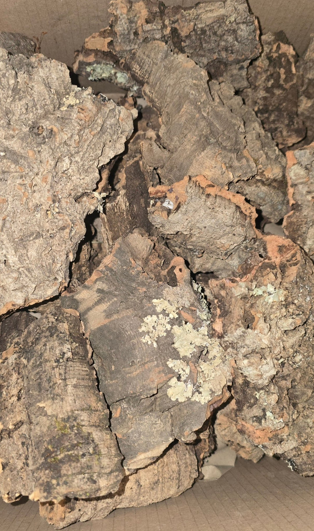 Small Cork Bark