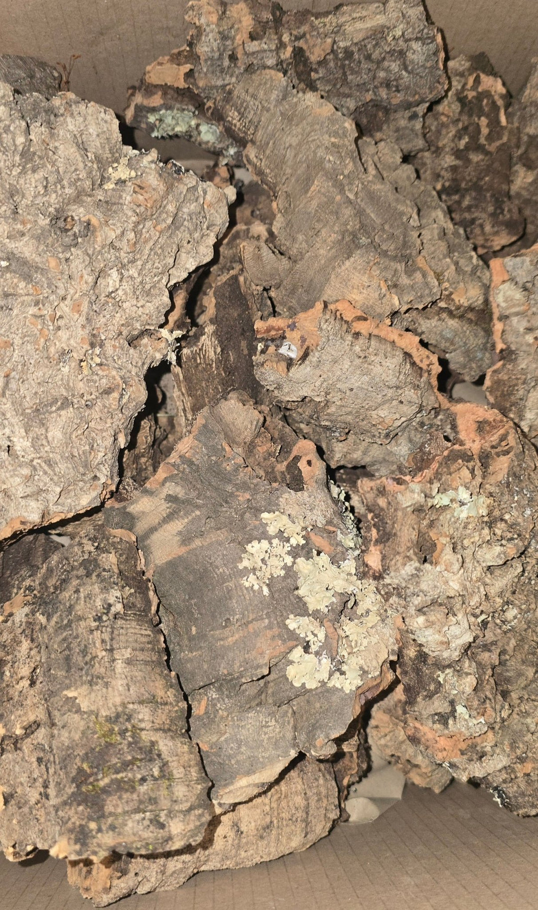 Small Cork Bark
