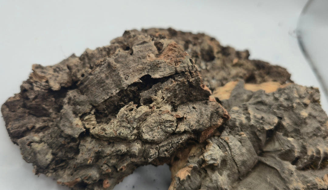 Small Cork Bark