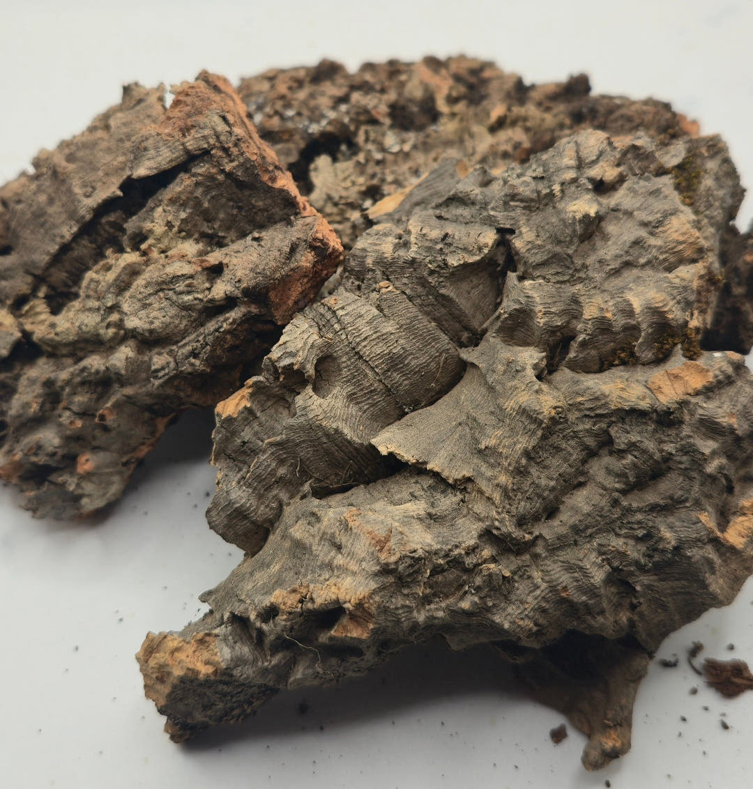 Small Cork Bark